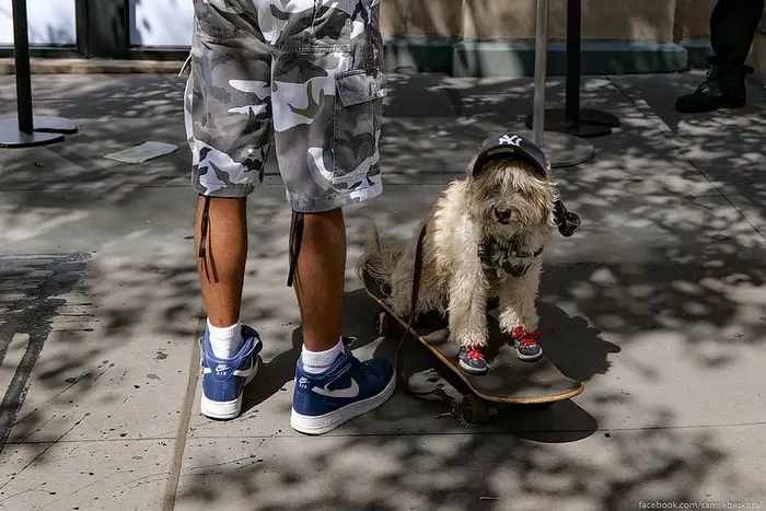 A photo of a dog on a skateboard wearing a Yankees hat